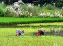 Inflation burden eases for farm and rural labourers