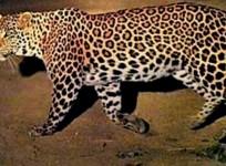 Leopard spotted at Infosys campus in Mysuru, techies asked to work from home