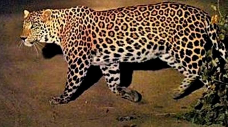 Leopard spotted at Infosys campus in Mysuru, techies asked to work from home