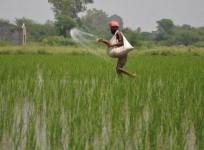 Cabinet okays extension of subsidy on DAP fertilizer for farmers