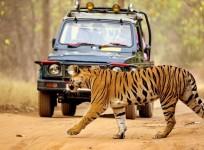 Tourists turn out in large numbers to celebrate New Year in Valmiki Tiger Reserve