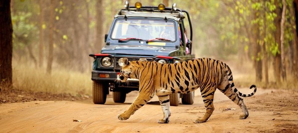 Tourists turn out in large numbers to celebrate New Year in Valmiki Tiger Reserve Tourists turn out in large numbers to celebrate New Year in Valmiki Tiger Reserve