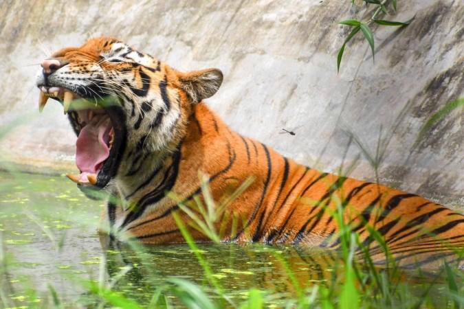 Valmiki Tiger Reserve Valmiki Tiger Reserve