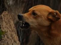 As rabies deaths rise, TN health dept directs vaccine availability in all districts