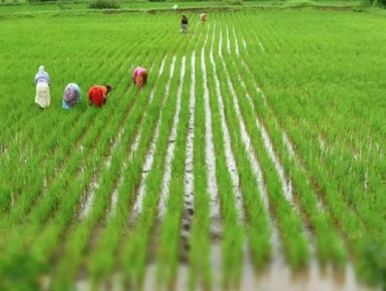 India well-positioned to see significant growth in agricultural export in 2025: Report India well-positioned to see significant growth in agricultural export in 2025: Report