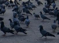 Man kills 28 pet pigeons of his neighbour in MP, booked