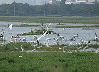 Surge in arrival of migratory birds in TN's Pallikaranai after removal of encroachments