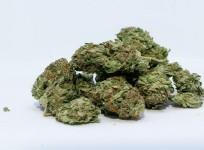 Hydroponic ganja valued at Rs 23.5 crore seized at Chennai airport, 3 held