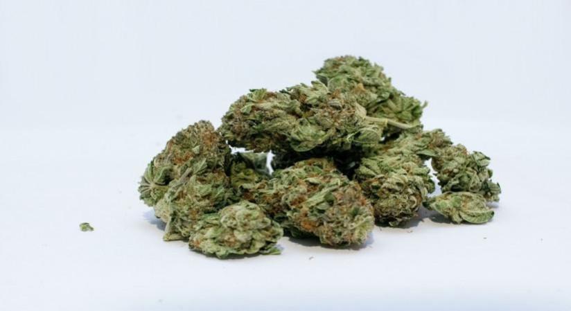 Hydroponic ganja valued at Rs 23.5 crore seized at Chennai airport, 3 held