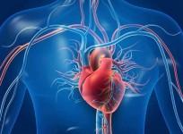 Late, onset, menopause may lower heart disease risk