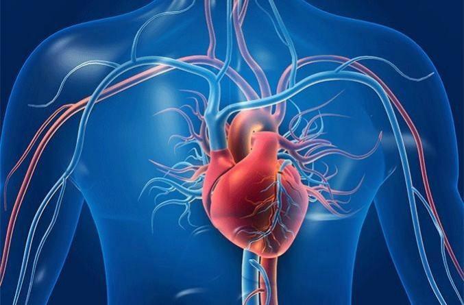 Late, onset, menopause may lower heart disease risk Late, onset, menopause may lower heart disease risk