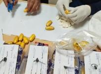 Brazilian woman, who ingested cocaine valued at Rs 13 core, nabbed
