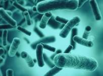 Swimming in lakes with still waters can cause bacterial pneumonia