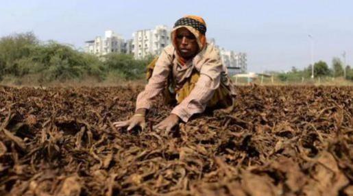 Centre announces relief package for Andhra, Karnataka tobacco farmers Centre announces relief package for Andhra, Karnataka tobacco farmers