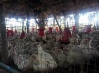 Alert in Telangana's Wanaparthy district for suspected bird flu