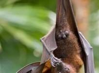 New bat coronavirus with human transmission potential discovered in China