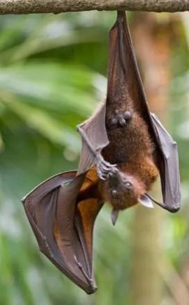 New bat coronavirus with human transmission potential discovered in China New bat coronavirus with human transmission potential discovered in China
