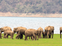 Three trampled to death by wild elephants in Andhra Pradesh