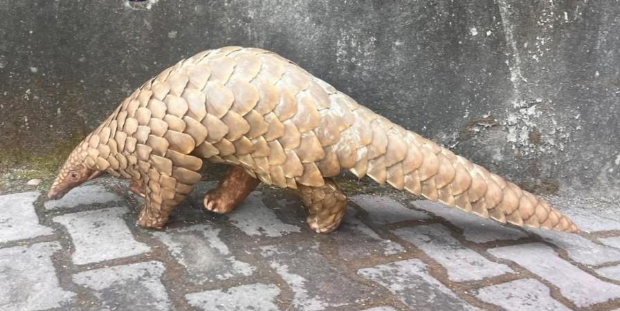 Indian Pangolin
