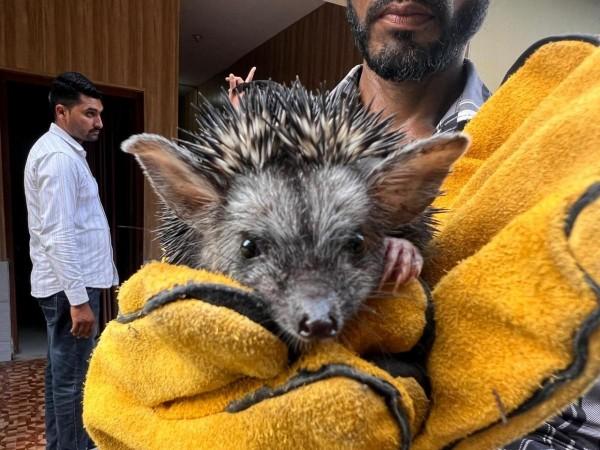 Indian Long-eared Hedgehog