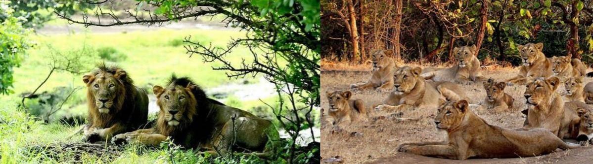 DISTRICT GIR SOMNATH