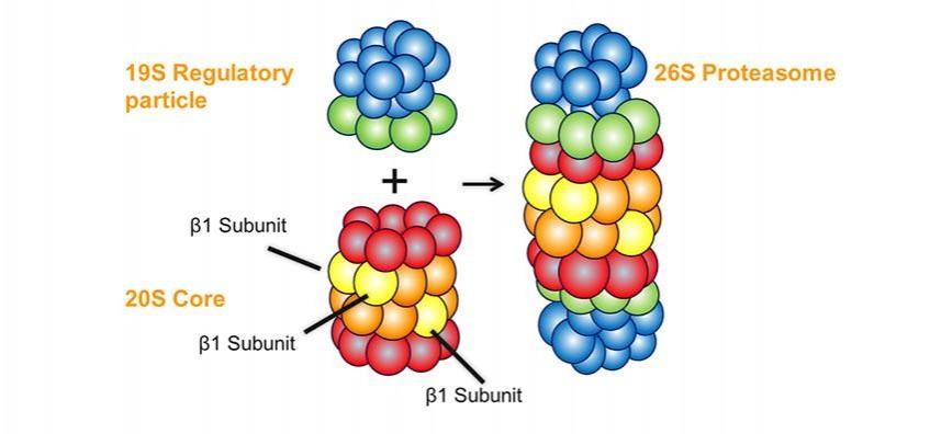 Human body's protein recycling system fights bacteria like antibiotics: Study Human body's protein recycling system fights bacteria like antibiotics: Study