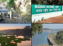 Amazing news! PM Modi tweets as MP earns another stripe for tiger conservation