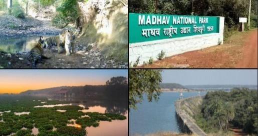 Amazing news! PM Modi tweets as MP earns another stripe for tiger conservation