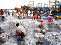 Experts call for incentives to fishermen for adopting sustainable practices