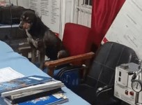Dog in hospital