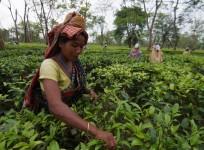India pips Sri Lanka to become world's 2nd-largest tea exporter