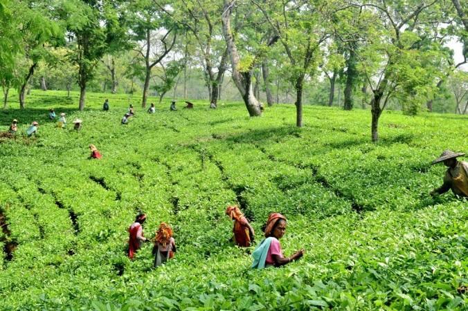 Representative picture: Tea gardens of Assam NE tea planters' body urge Centre, Assam govt to allow oil palm trees planting in tea gardens