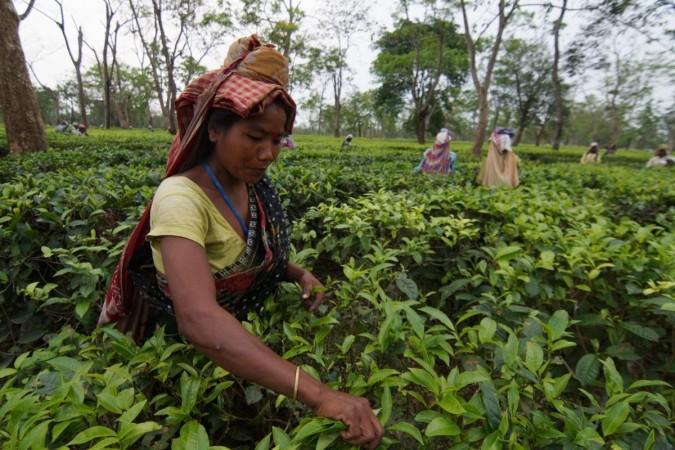 NE tea planters' body urge Centre, Assam govt to allow oil palm trees planting in tea gardens NE tea planters' body urge Centre, Assam govt to allow oil palm trees planting in tea gardens