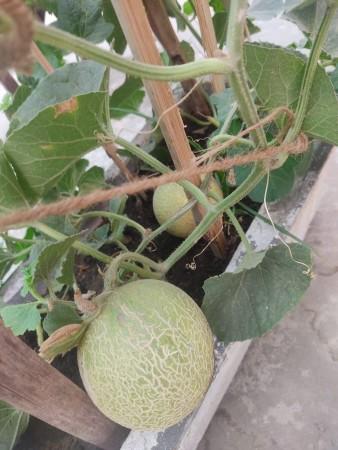 Earth Day 2025: Jackky Bhagnani talks sustainability, kitchen garden, climate change [Exclusive]