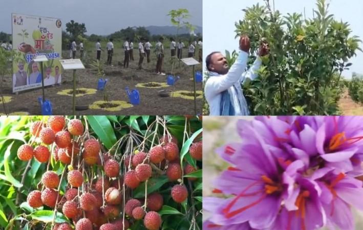 Apple farming in K'taka, saffron in Kerala: PM Modi showcases India's green success stories