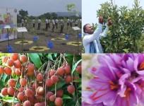 Apple farming in K'taka, saffron in Kerala: PM Modi showcases India's green success stories