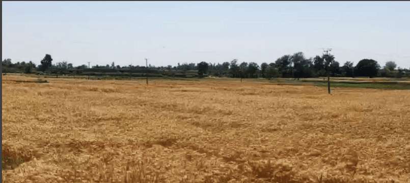 Wheat crop on the International Border in Kathua district of Jammu and Kashmir Wheat crop