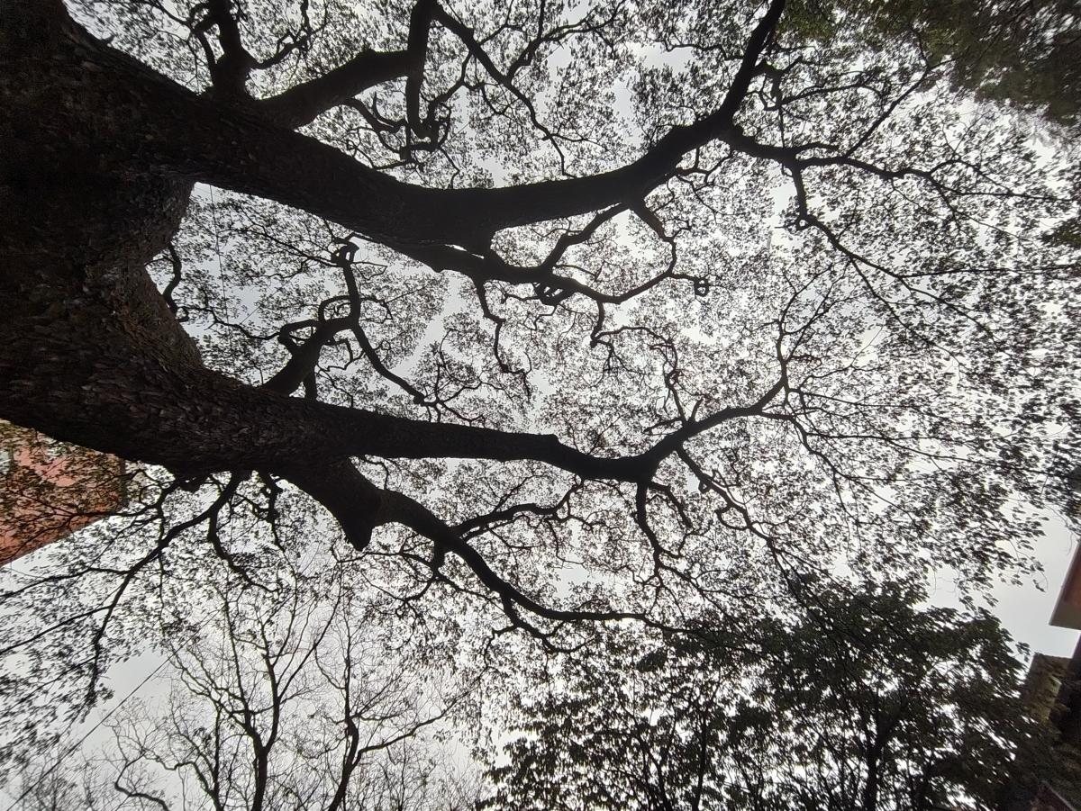 Shot on Nothing Phone (3a) Shot on Nothing Phone (3a)