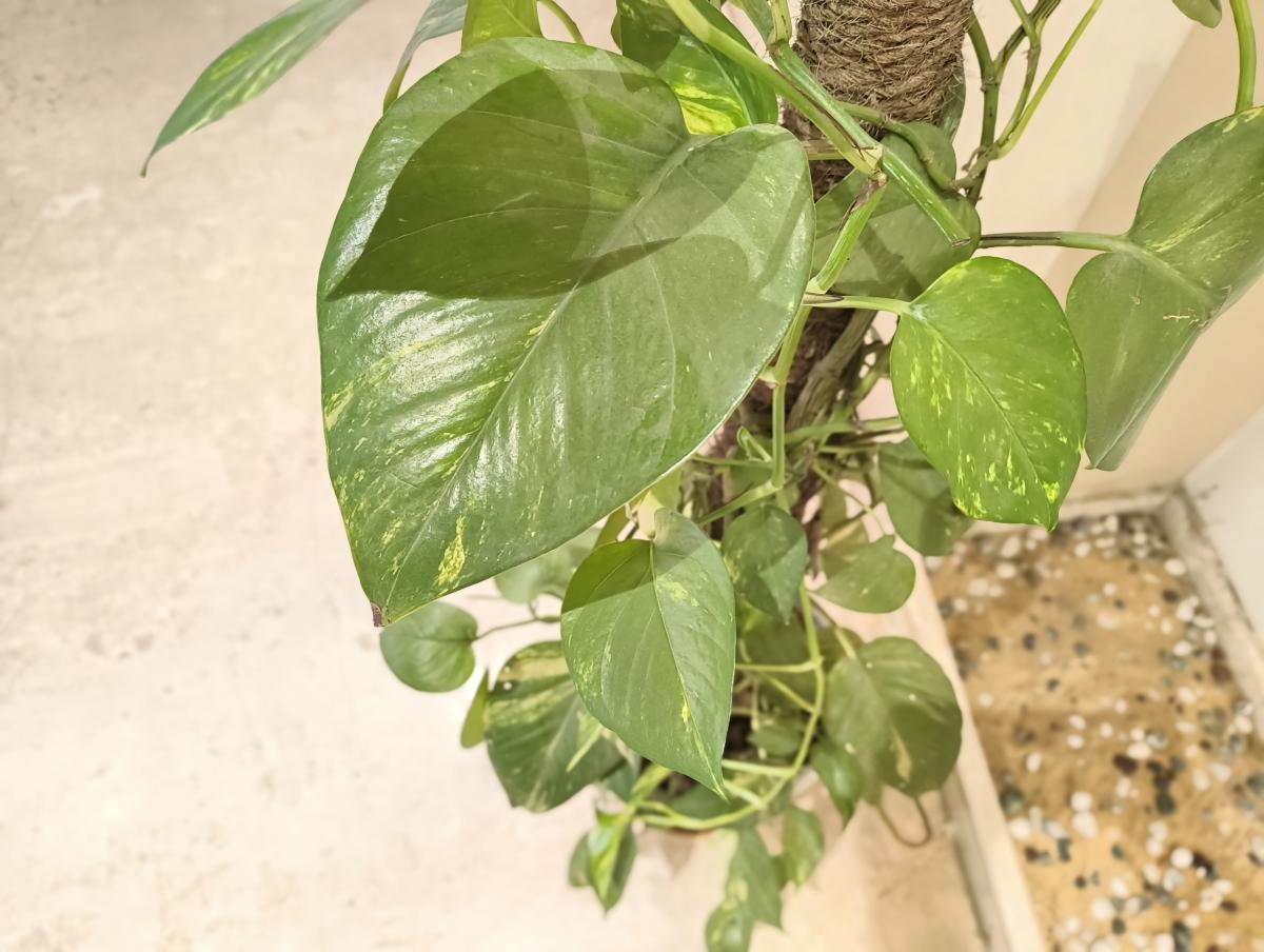 Shot on CMF Phone 2 Pro Shot on CMF Phone 2 Pro