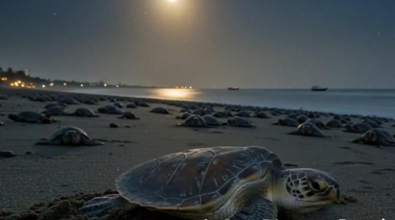 Proud to support conservation efforts of Olive Ridley turtles, says Karan Adani Proud to support conservation efforts of Olive Ridley turtles, says Karan Adani