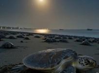 Proud to support conservation efforts of Olive Ridley turtles, says Karan Adani