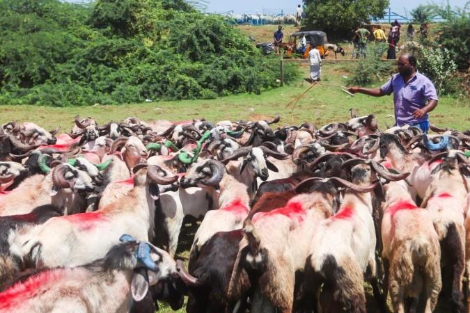 India can become global leader in livestock exports, aim for 20 pc rise in FY26 India can become global leader in livestock exports, aim for 20 pc rise in FY26