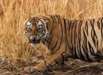 Tiger attacks crowd taking selfies in Ranthambore, two injured