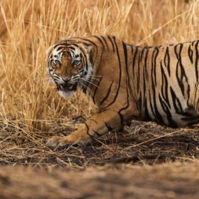 Tiger attacks crowd taking selfies in Ranthambore, two injured Tiger attacks crowd taking selfies in Ranthambore, two injured