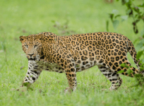 Search continues for six-year-old girl taken by leopard in TN's Valparai