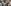Fatima Sana Shaikh hugs, jumps to kiss Vijay Varma, sparks dating rumours; actress reacts to viral clips