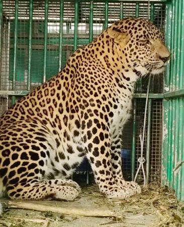 Leopard that mauled four-year-old girl in Valparai trapped by TN Forest Dept Leopard that mauled four-year-old girl in Valparai trapped by TN Forest Dept