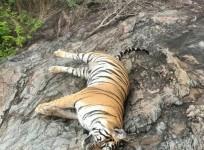 Death of tigress, 4 cubs: Hunt launched for owner of poisoned cow in K'taka