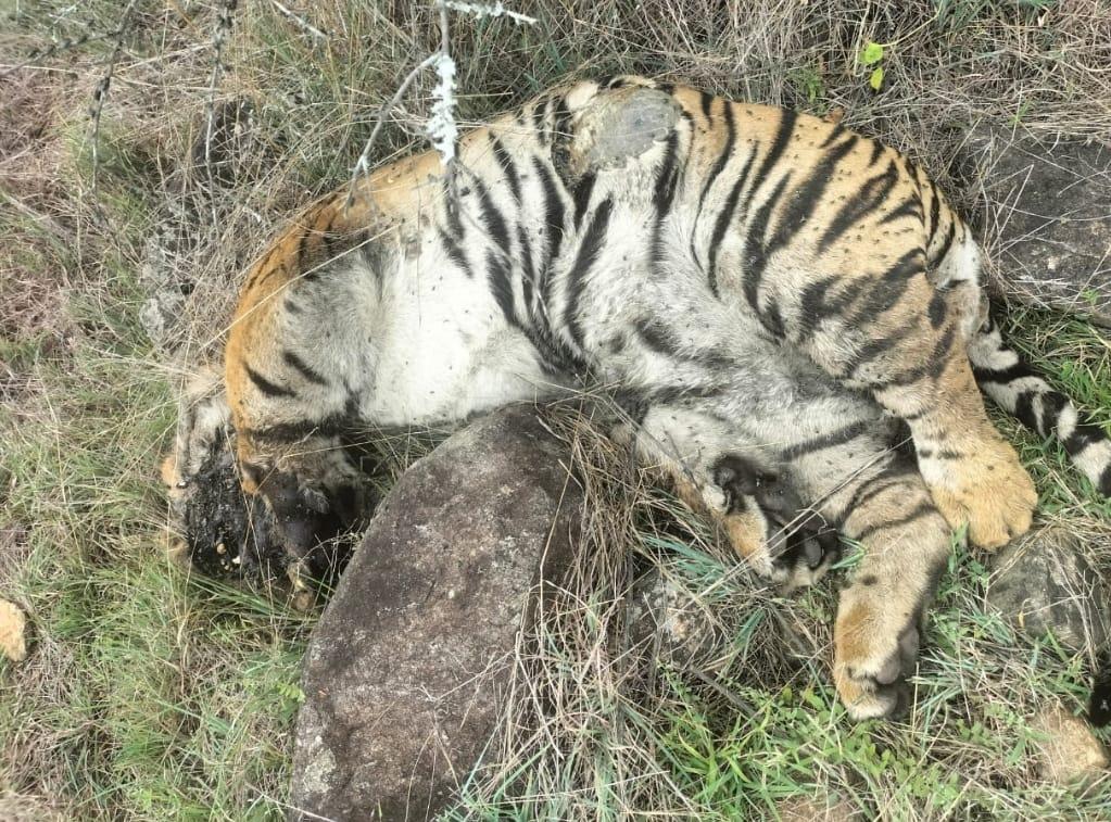 Death of tigress, 4 cubs: Hunt launched for owner of poisoned cow in K'taka