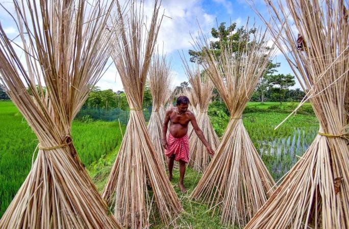 India curbs jute imports from Bangladesh as dumping hurts local farmers and mills India curbs jute imports from Bangladesh as dumping hurts local farmers and mills